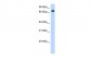 POR antibody - middle region